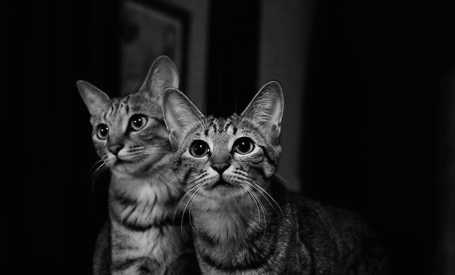 Le Duo Des Chats De Gioachino Rossini