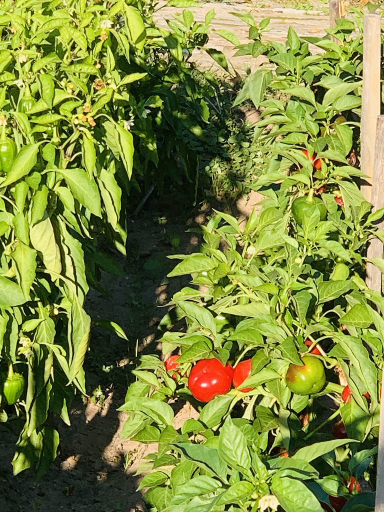 le-clos-des-roses-potager